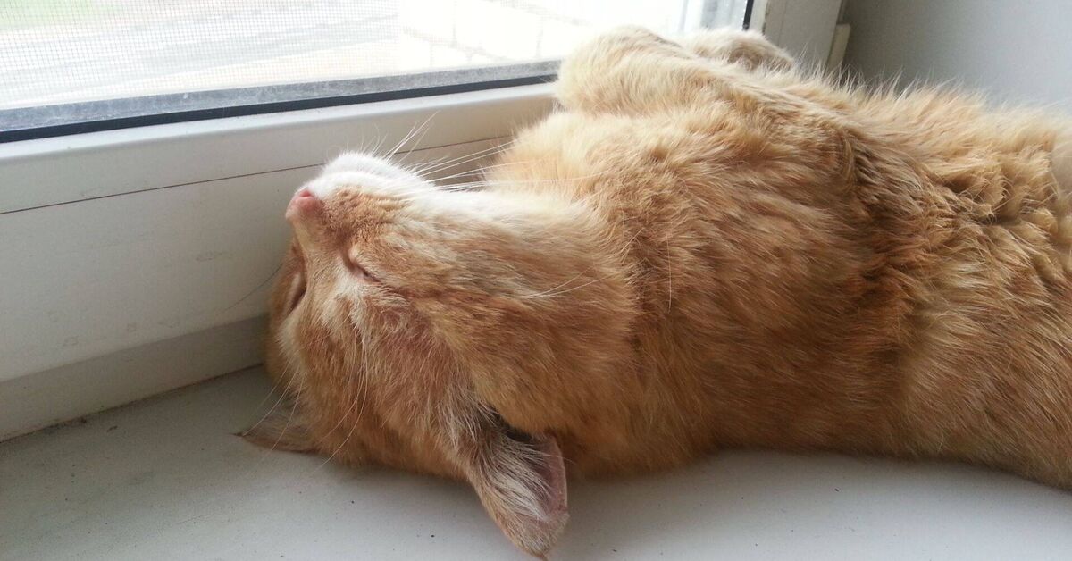 Blissful rest - My, Rutube, cat, Milota, Humor, Redheads, Video, Short videos