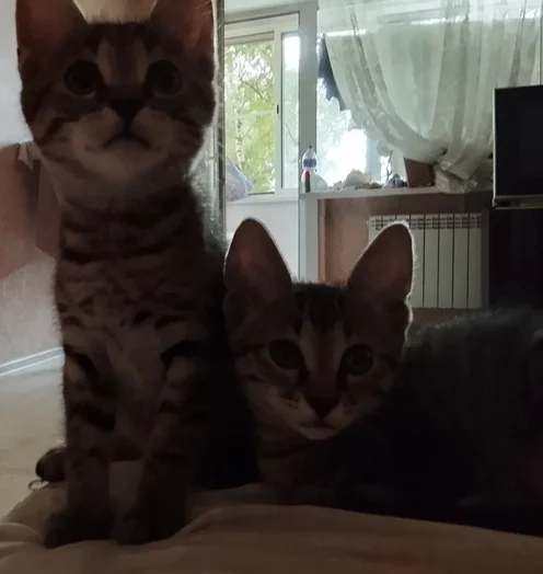 Looking for a house - My, Homeless animals, In good hands, Shelter, Good league, Overexposure, cat, Kittens, Good deeds, Cat lovers