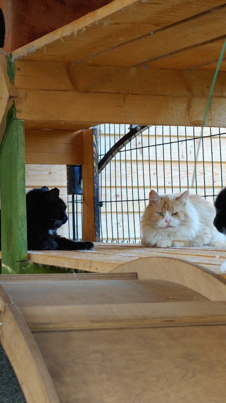The cats are brothers. Gruzd is an old cat from the dacha. Ryzh is an old abandoned cat who was hit by a car. - My, Helping animals, Animal Rescue, cat, Old age, Dacha, Longpost