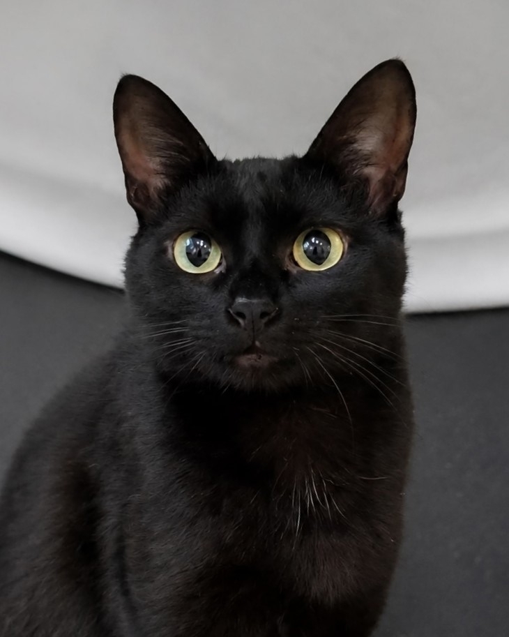 A silky soul in a charcoal coat: Nut is looking for a man to become his quiet happiness. - cat, In good hands, Moscow, Saint Petersburg, Voronezh, Lipetsk, Telegram (link), Longpost