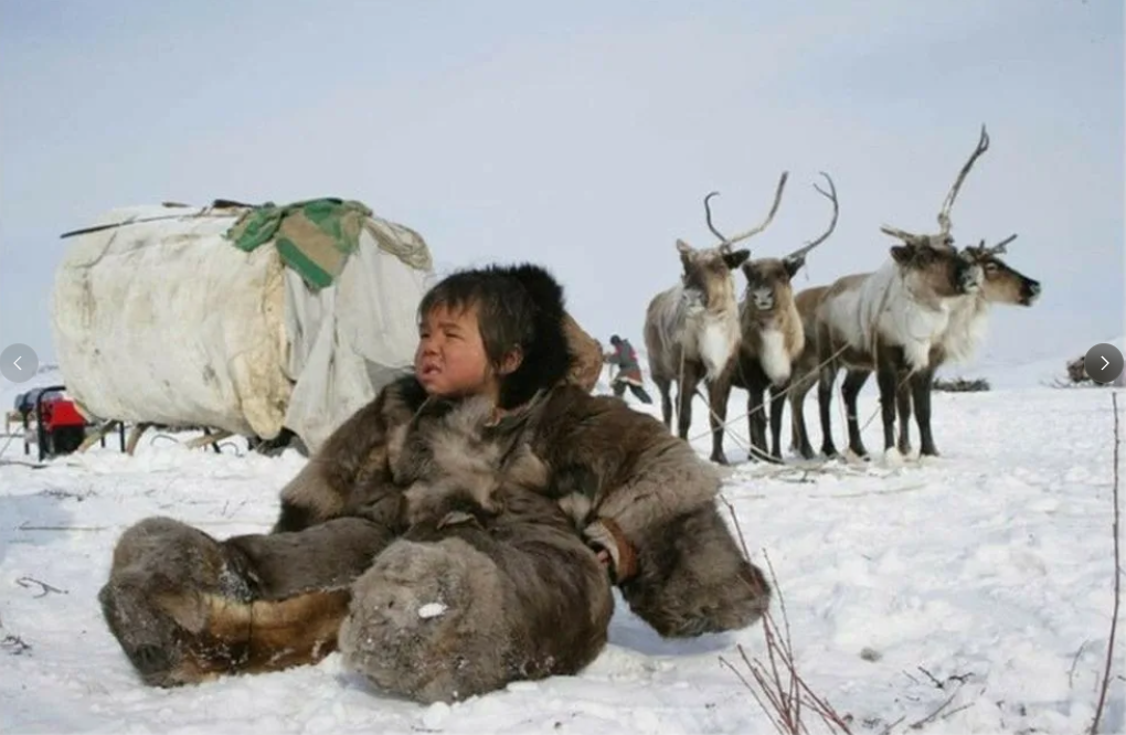 Why do northern peoples eat raw meat? Is it true that they don't get scurvy? - North, Scurvy, Food, Travel across Russia, Yakutia, Animals, Wild animals, Zen, Yandex Zen, Yandex Zen (link), Longpost