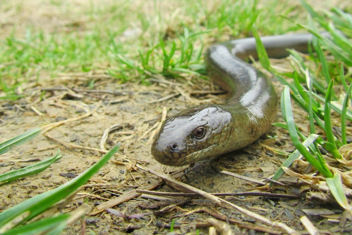 Grass snake, adder, copperhead and slow worm: which is poisonous and which is not even a snake - Snake, I, Reptiles, Animals, Wild animals, Zen, Yandex Zen, Yandex Zen (link), Longpost