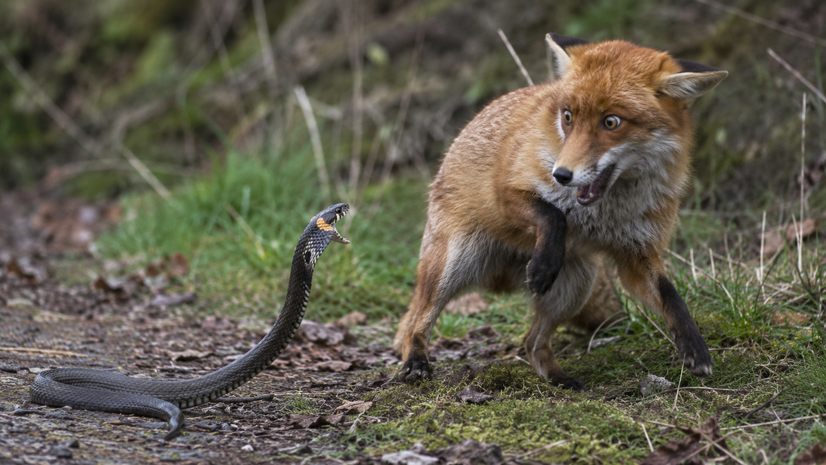 Grass snake, adder, copperhead and slow worm: which is poisonous and which is not even a snake - Snake, I, Reptiles, Animals, Wild animals, Zen, Yandex Zen, Yandex Zen (link), Longpost