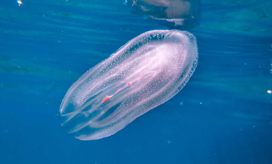Jellyfish of the Black and Azov Seas: the Rhizostoma, the Aurelia, and the Ctenophora – who stings? - Jellyfish, Black Sea, Marine life, Ocean, Water, Animals, Wild animals, Zen, Yandex Zen, Yandex Zen (link), Longpost