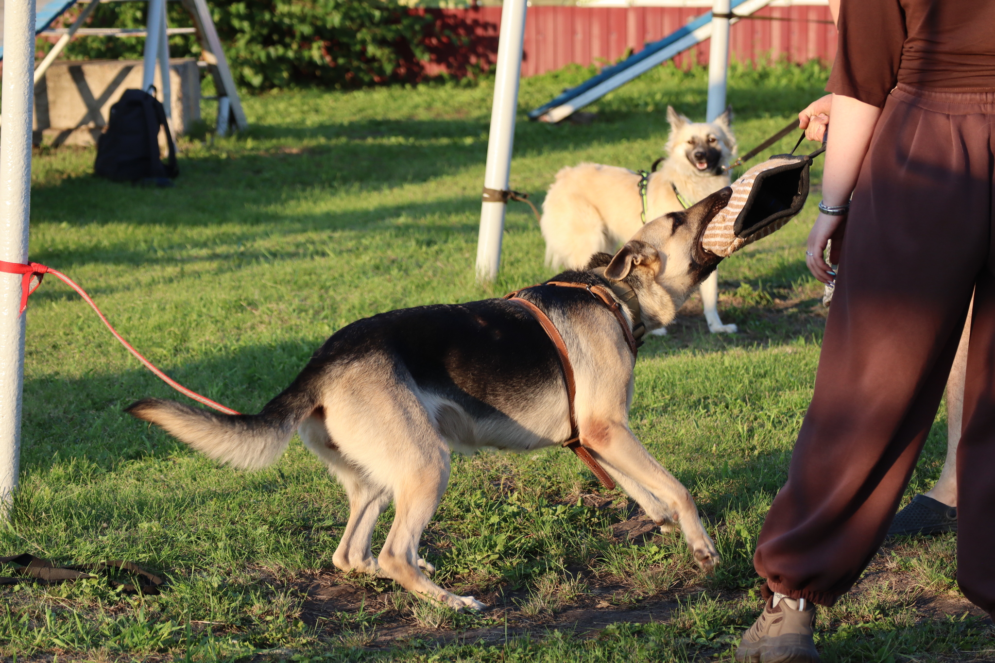Dog training in Omsk - OCSSSS 07/29/2026 - Puppies, Friends, Omsk, Training, Г“Г±Г±Г±