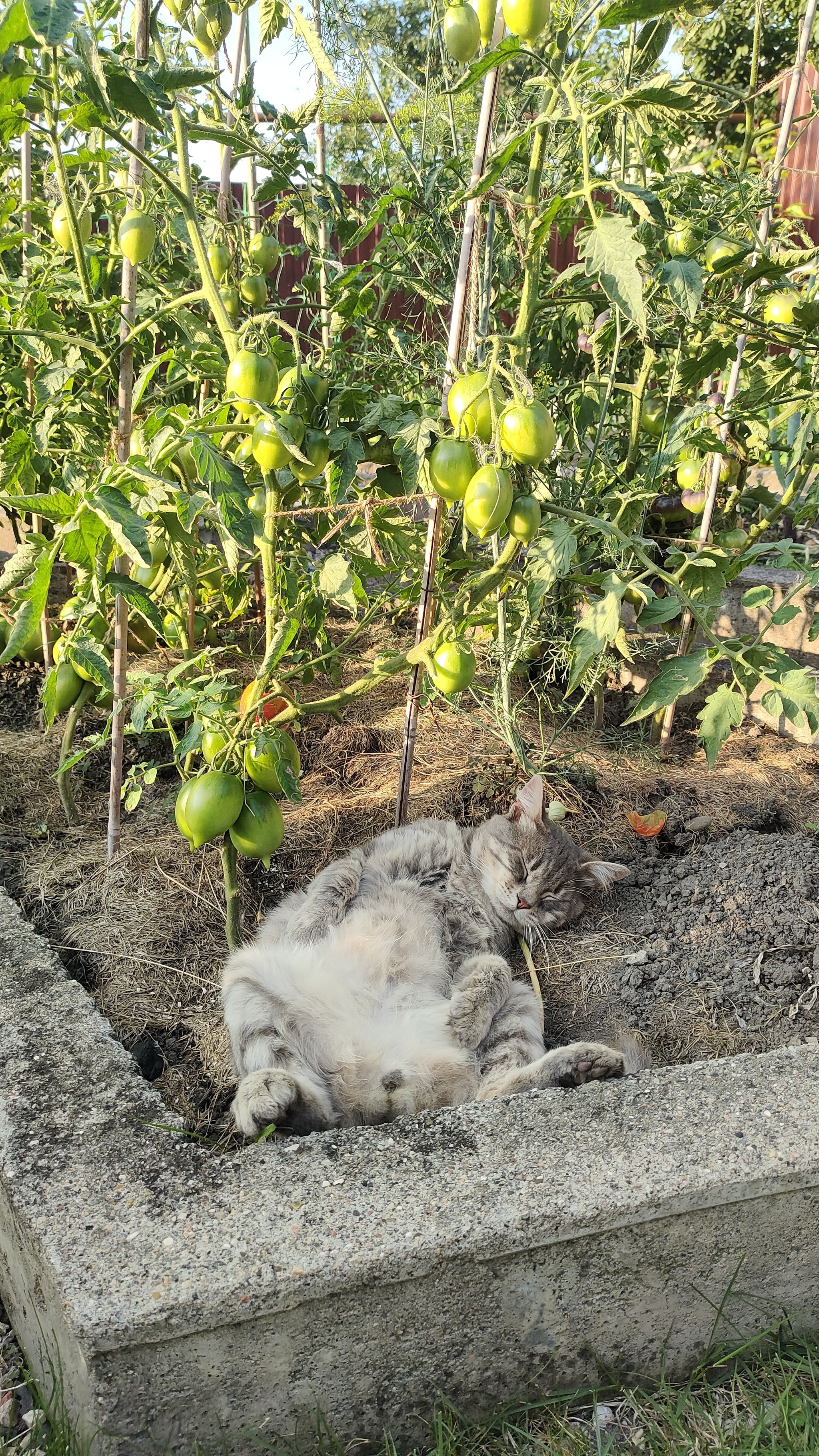 Reply to the post Show me the last photo you took just because you thought it was beautiful. - My, The photo, Mobile photography, A wave of posts, cat, Tomatoes, Reply to post