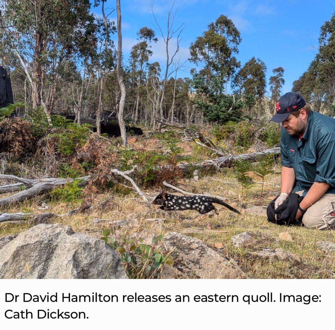 Spotted quolls - Young, Marsupials, Predatory animals, Wild animals, wildlife, Tasmania, The photo, Longpost