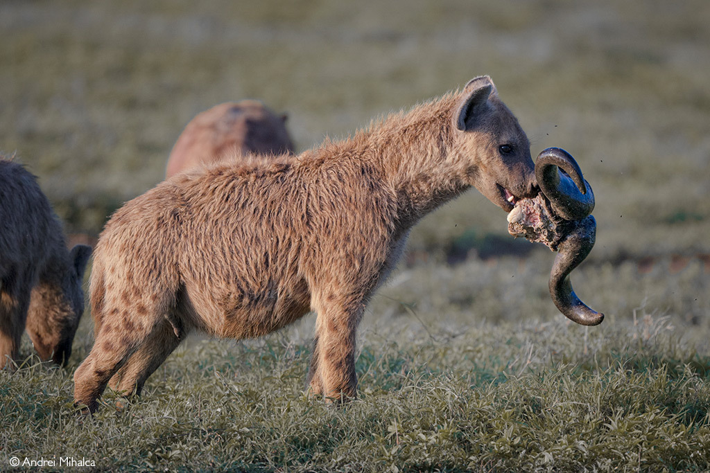 Spotted hyena with the head of an African buffalo - Spotted Hyena, Hyena, Predatory animals, Wild animals, wildlife, Reserves and sanctuaries, Africa, Mining, Head, The photo