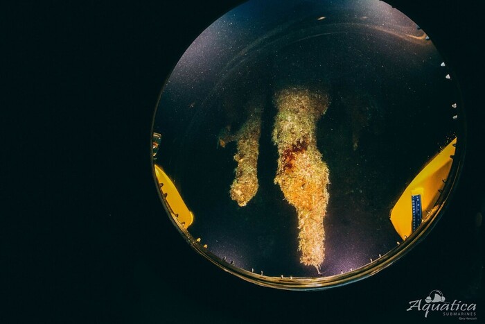 Вид из субмарины / © Erika Bergman/Aquatica Submarines