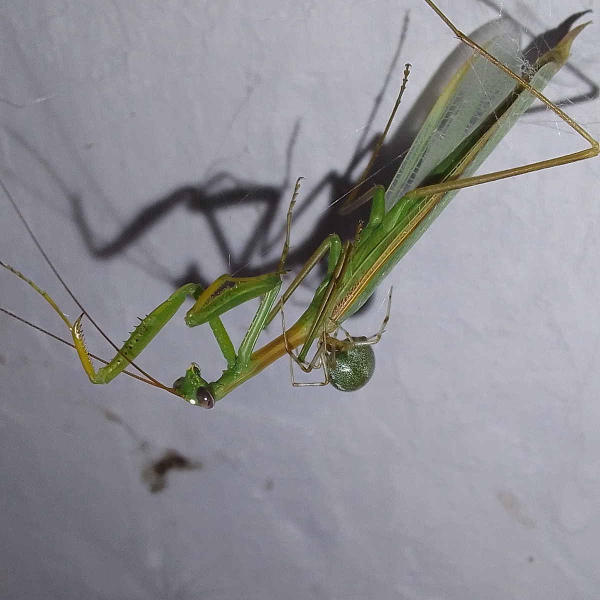 The House Spider: Everything You Need to Know About the Permanent Resident of Our Apartment Corners - Spider, Insects, Arthropods, Animals, Wild animals, Zen, Yandex Zen, Yandex Zen (link), Longpost