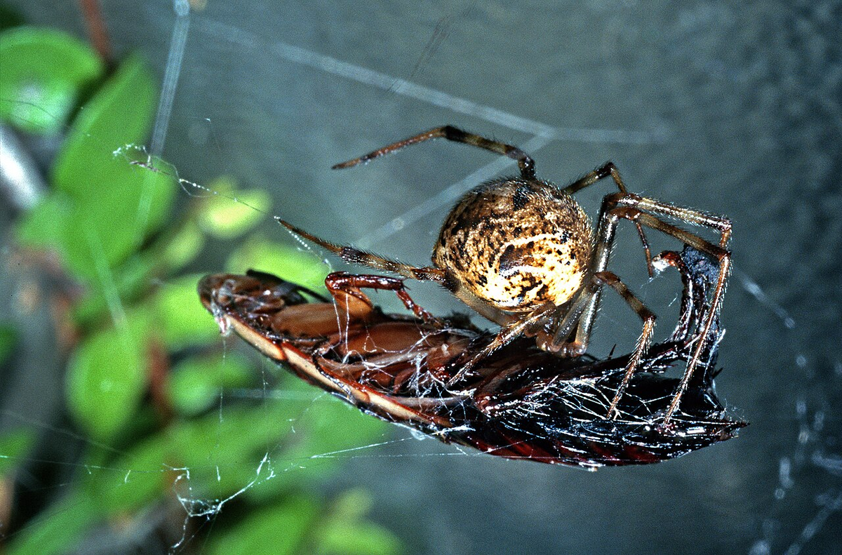 The House Spider: Everything You Need to Know About the Permanent Resident of Our Apartment Corners - Spider, Insects, Arthropods, Animals, Wild animals, Zen, Yandex Zen, Yandex Zen (link), Longpost