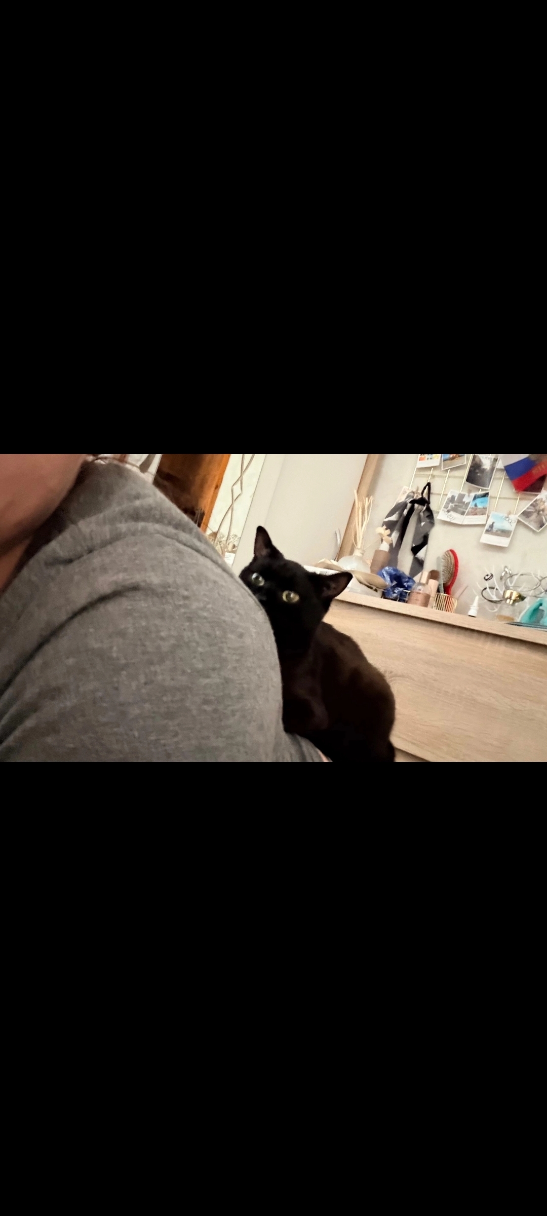 She became a real panther - My, cat, Shelter, House, Longpost