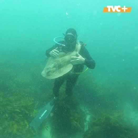 Dangerous hugs: Australian diver manages to tame a shark - Series Interesting in VK, Kindness, The senses, Ocean, Shark, friendship, Person, Longpost
