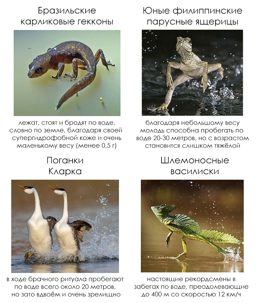 School Facts #101 - Series School facts, My, Biology, Informative, Facts, Nature, Animals, Nauchpop, In the animal world, Amazing, Astonishment, Birds, Reptiles, Lizard, Gecko