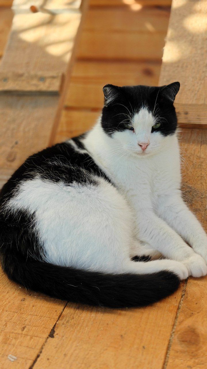The faces of cats rescued mainly from summer cottages, who live with me - My, Helping animals, cat, Animal Rescue, Dacha, Animals, Pets, Longpost