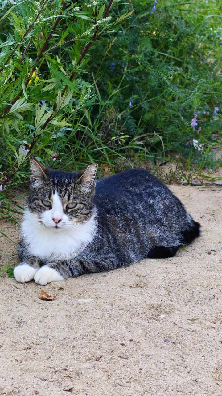 The faces of cats rescued mainly from summer cottages, who live with me - My, Helping animals, cat, Animal Rescue, Dacha, Animals, Pets, Longpost