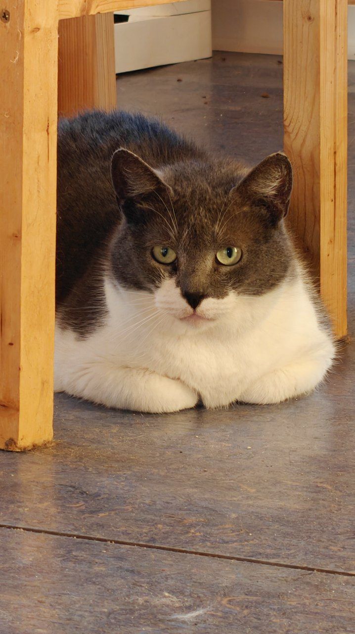 The faces of cats rescued mainly from summer cottages, who live with me - My, Helping animals, cat, Animal Rescue, Dacha, Animals, Pets, Longpost