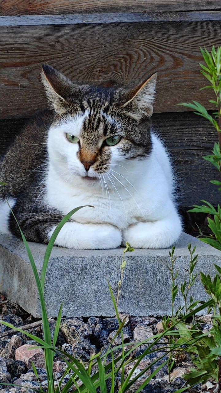 The faces of cats rescued mainly from summer cottages, who live with me - My, Helping animals, cat, Animal Rescue, Dacha, Animals, Pets, Longpost