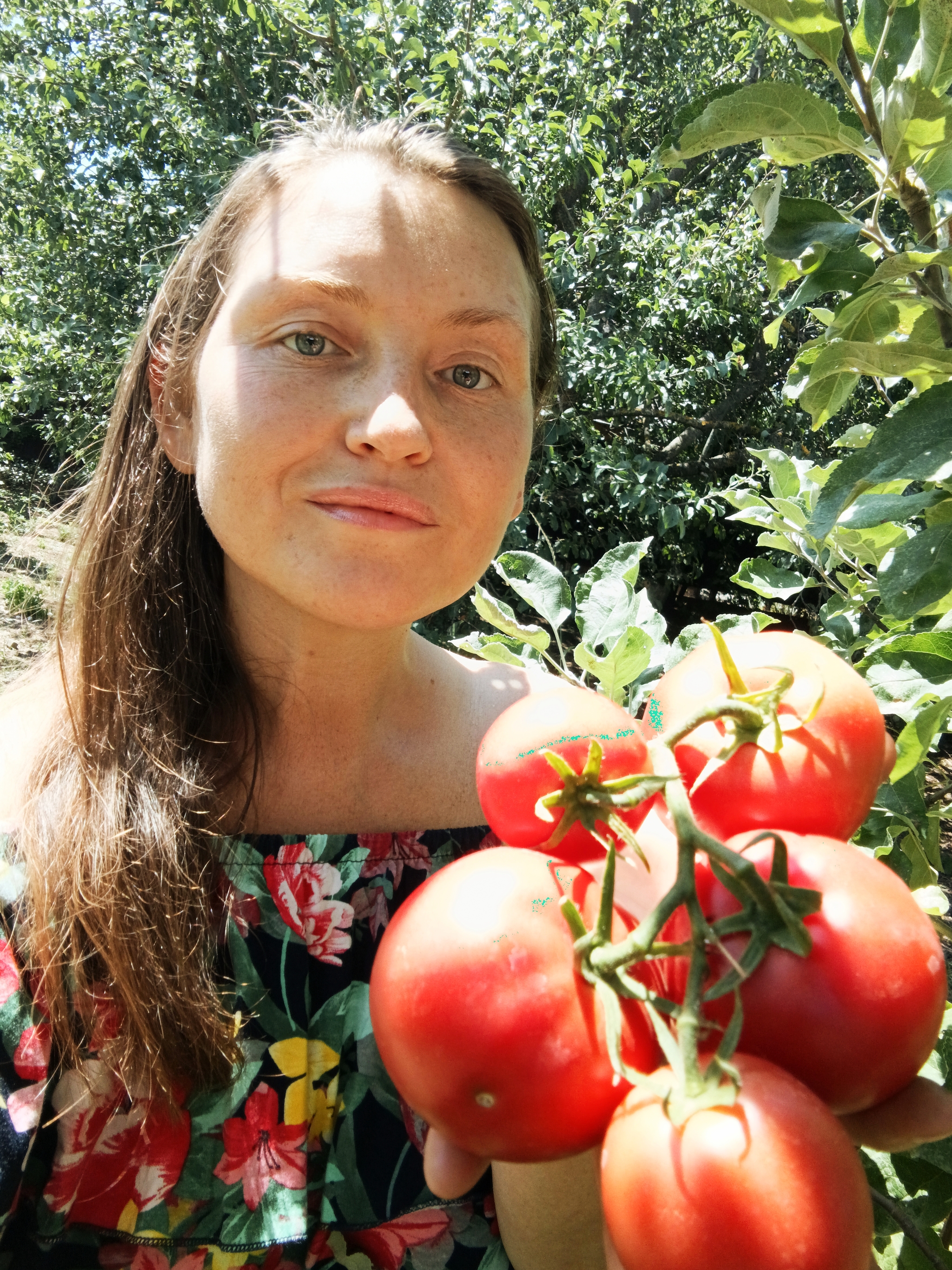 Just my tomatoes - but so dear and beloved - My, Tomatoes, Garden, Gardening, Gardener, Garden, Summer, Harvest, A life, Сельское хозяйство, Rural life, Village, Joy, Useful, Health, beauty, Mobile photography, Longpost