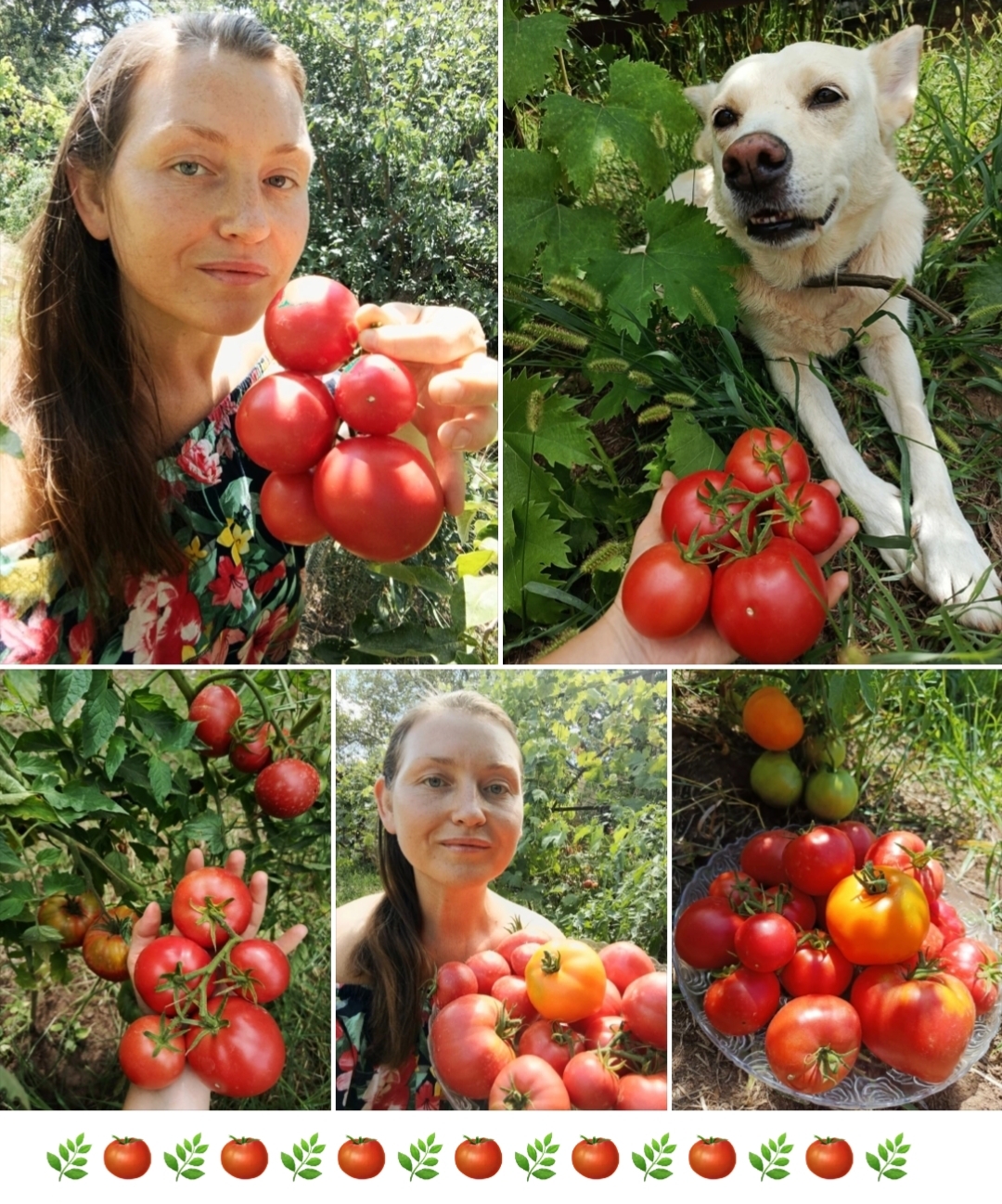 Just my tomatoes - but so dear and beloved - My, Tomatoes, Garden, Gardening, Gardener, Garden, Summer, Harvest, A life, Сельское хозяйство, Rural life, Village, Joy, Useful, Health, beauty, Mobile photography, Longpost