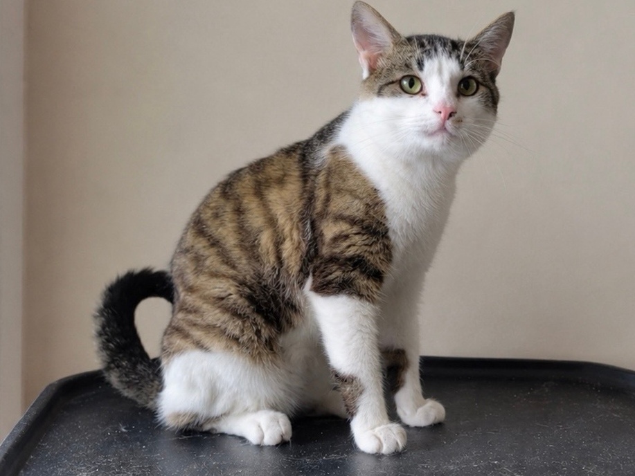 Cat for sale. Attention! DISCOUNT! (Joke). Just save a soul. - cat, In good hands, Moscow, Saint Petersburg, Voronezh, Lipetsk, Telegram (link), Longpost