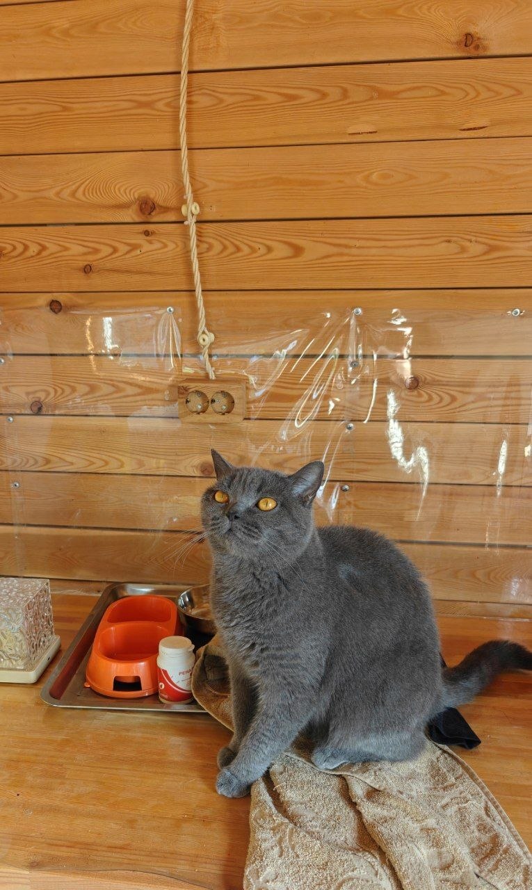 The faces of cats rescued mainly from summer cottages, who live with me - My, Helping animals, cat, Animal Rescue, Dacha, Animals, Pets, Longpost