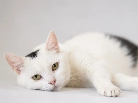 A cat with a mohawk survived a mass poisoning in a village. Now she's looking for a sofa and human warmth. - cat, In good hands, Moscow, Saint Petersburg, Voronezh, Lipetsk, Telegram (link), Longpost