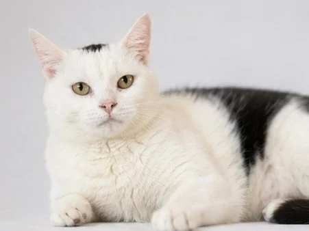 A cat with a mohawk survived a mass poisoning in a village. Now she's looking for a sofa and human warmth. - cat, In good hands, Moscow, Saint Petersburg, Voronezh, Lipetsk, Telegram (link), Longpost