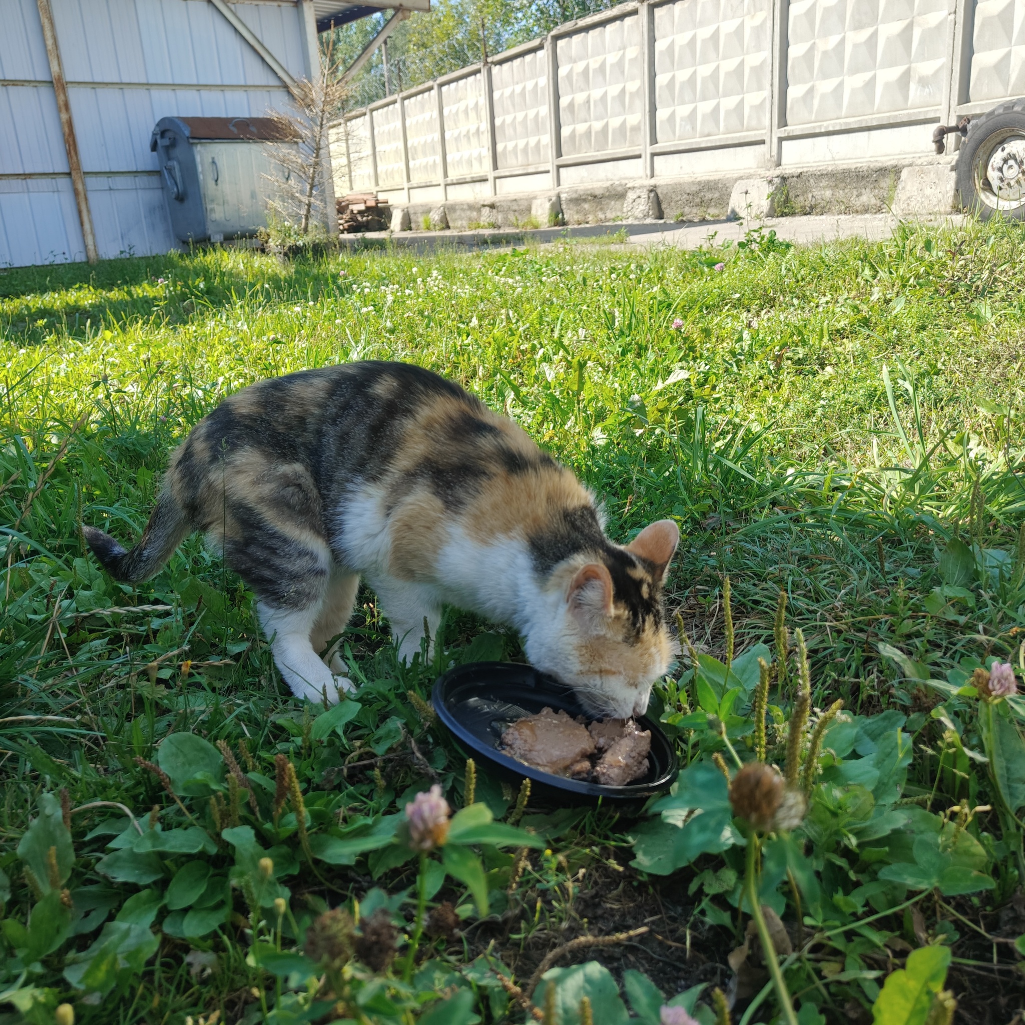 News reports from the industrial zone where cats live - Series I feed cats on the street, My, cat, Homeless animals, Cat lovers, Series