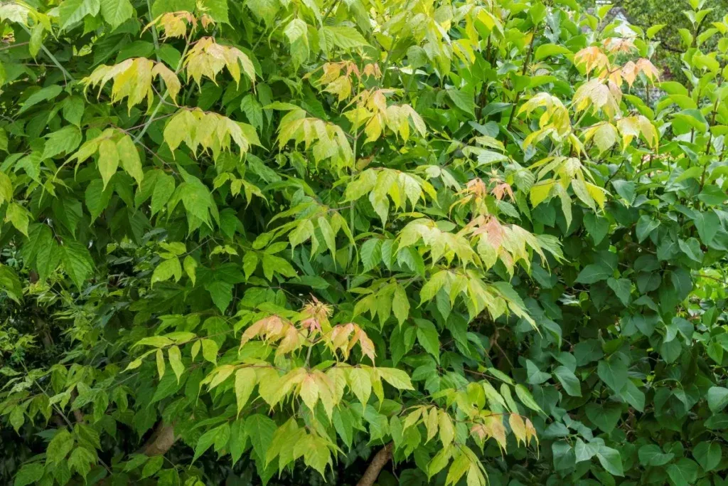 The American Maple Trial: Banned, but Can't Remove - Nature, Animals, Wild animals, Zen, Yandex Zen, Yandex Zen (link), Longpost