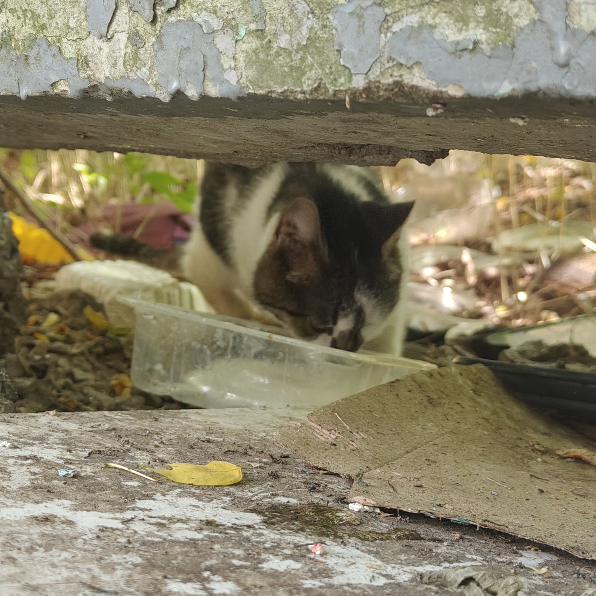 News reports from the industrial zone where cats live - Series I feed cats on the street, My, cat, Homeless animals, Cat lovers, Series
