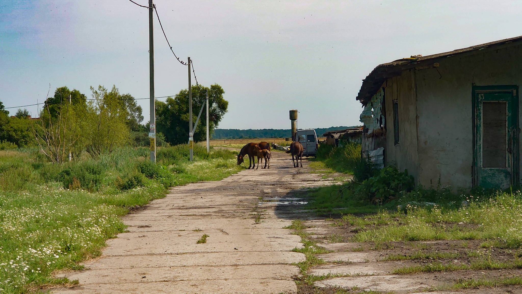 A little rural flavor from the Kaliningrad region - My, Travels, The photo, Mobile photography, Photographer, Beautiful view, Street photography