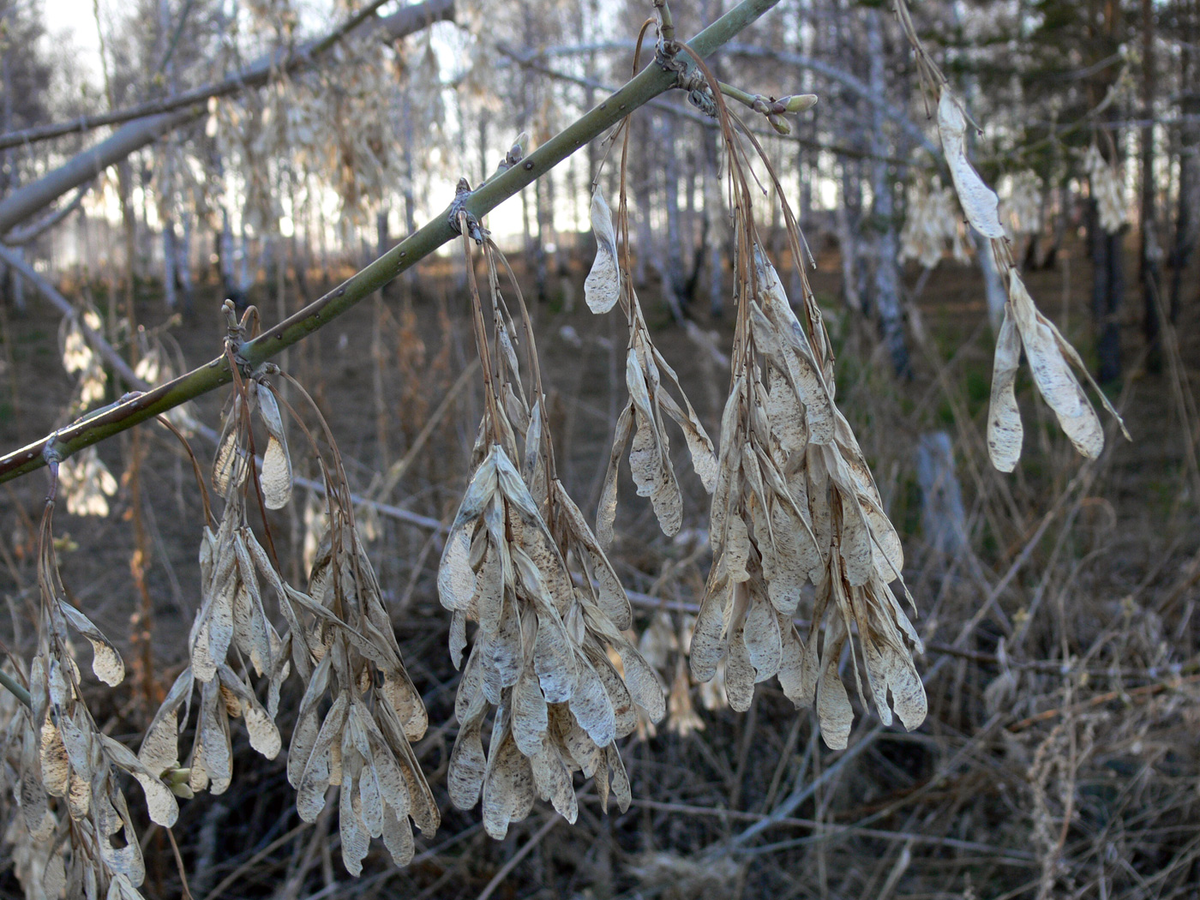 The American Maple Trial: Banned, but Can't Remove - Nature, Animals, Wild animals, Zen, Yandex Zen, Yandex Zen (link), Longpost