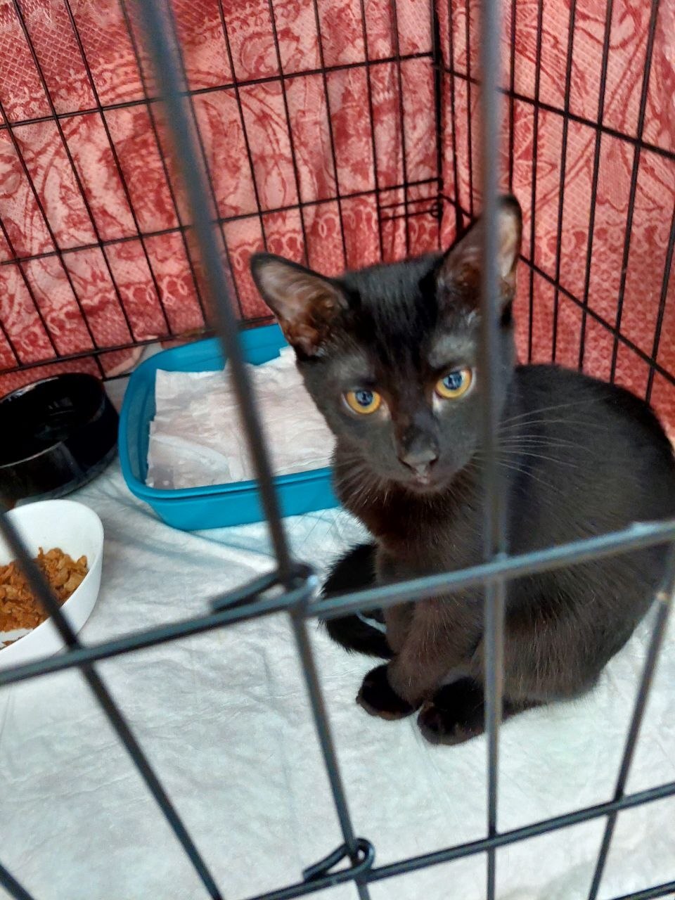 Black female kittens, rescued from the street. Mom is a Siamese. Dad is a hot brunette who doesn't pay child support. Moscow. - Series I help my grandmother find a home for the cats she saved, My, cat, In good hands, Helping animals, Homeless animals, Cat lovers, Kittens, Milota