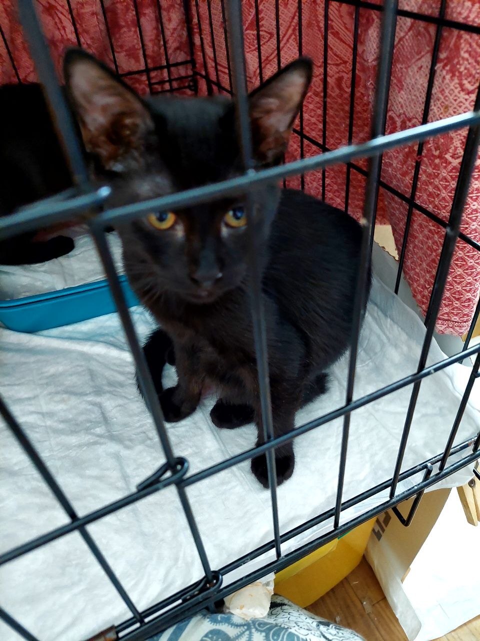 Black female kittens, rescued from the street. Mom is a Siamese. Dad is a hot brunette who doesn't pay child support. Moscow. - Series I help my grandmother find a home for the cats she saved, My, cat, In good hands, Helping animals, Homeless animals, Cat lovers, Kittens, Milota
