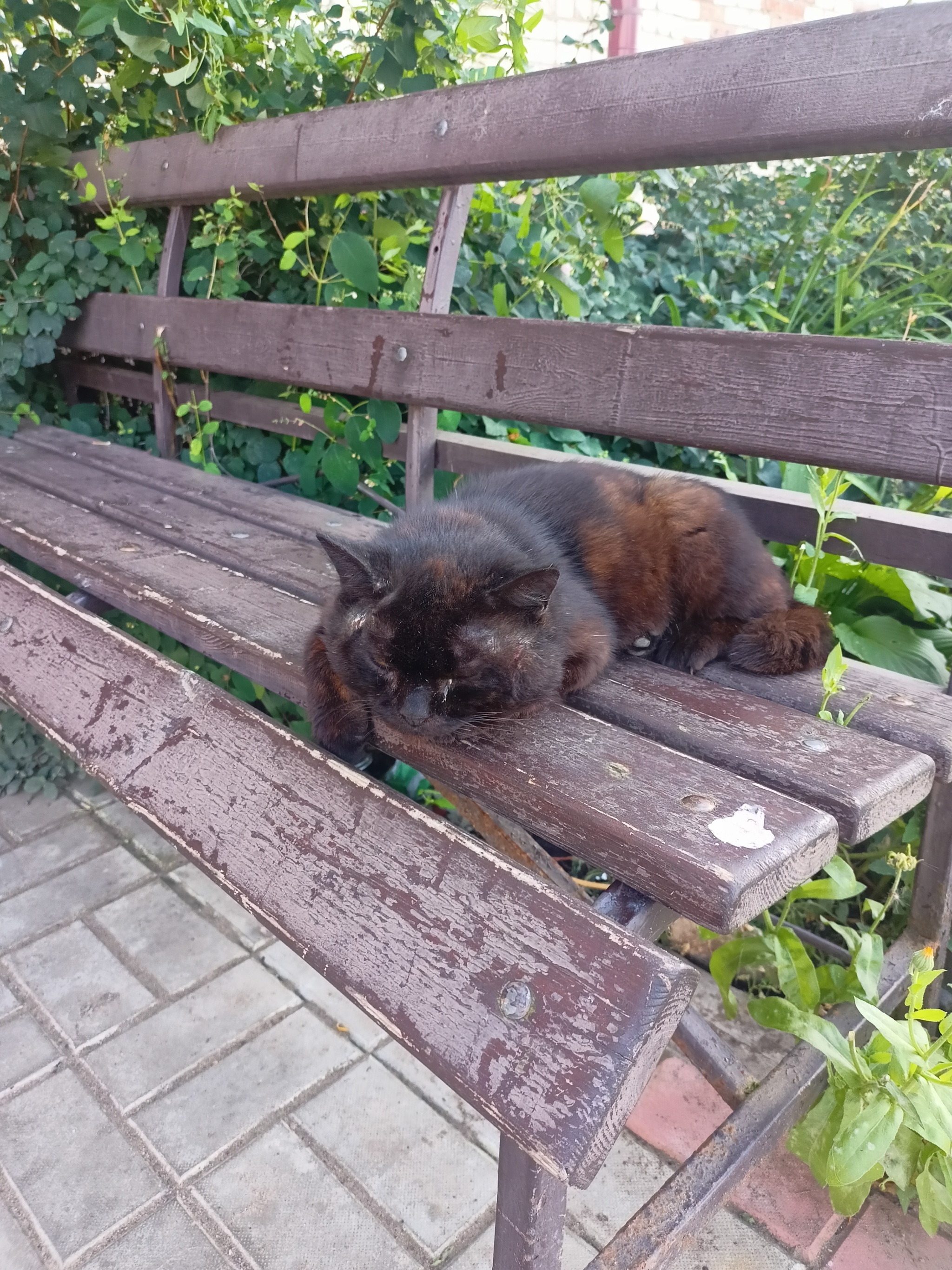 Summer in the village... - My, Summer, cat, Village, Sunset, Longpost