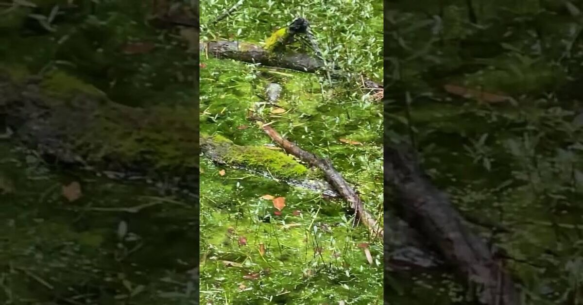 Trambones - Series Travels, My, Living abroad, Asia, China, Youtube, Interesting places, Vertical video, Short videos, Video blog, Kilovolt-ampere, Toad, Frogs, Wednesday, Nature, The park, Video