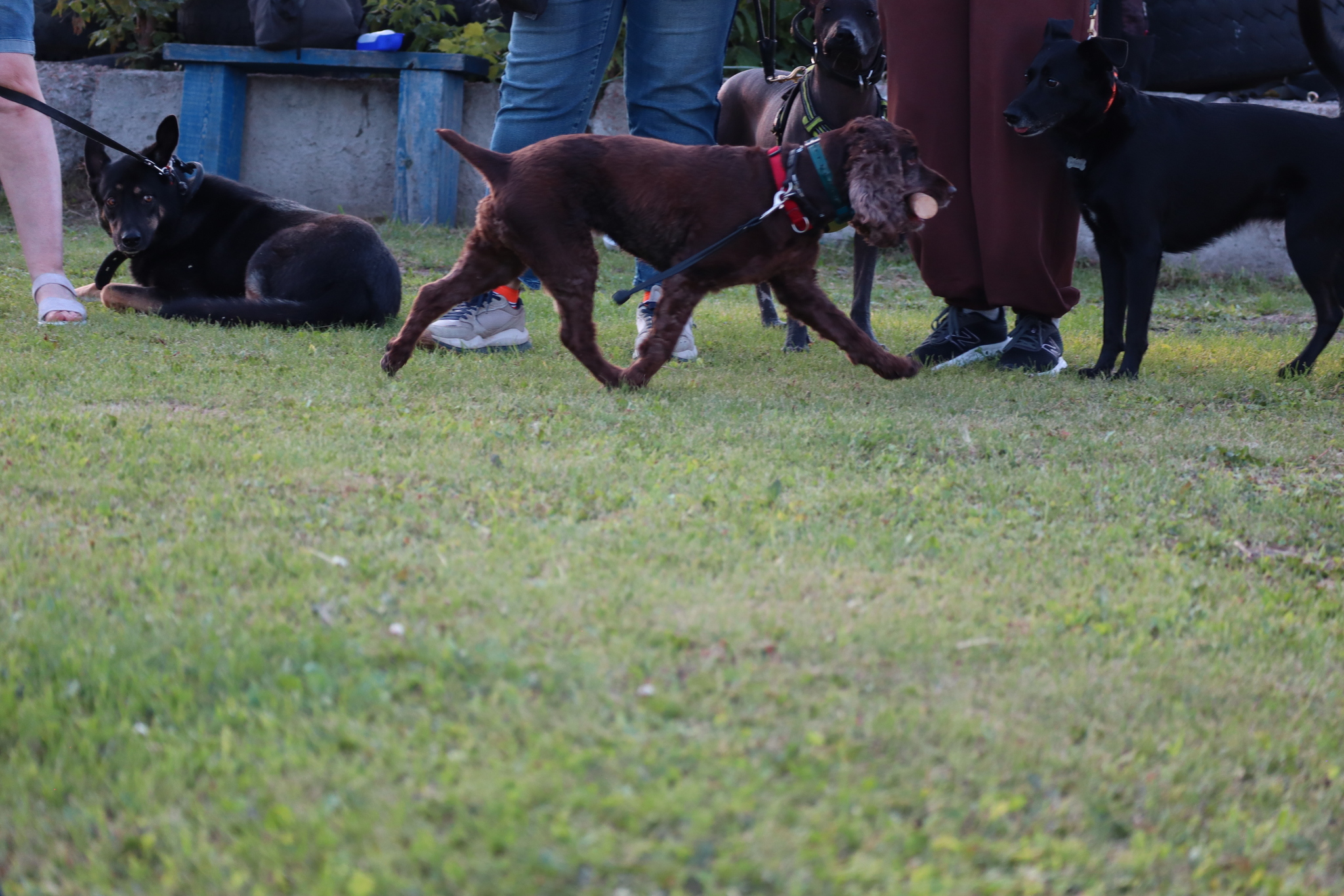 Dog training in Omsk - OCSSSS 07/29/2026 - Puppies, Friends, Omsk, Training, Г“Г±Г±Г±