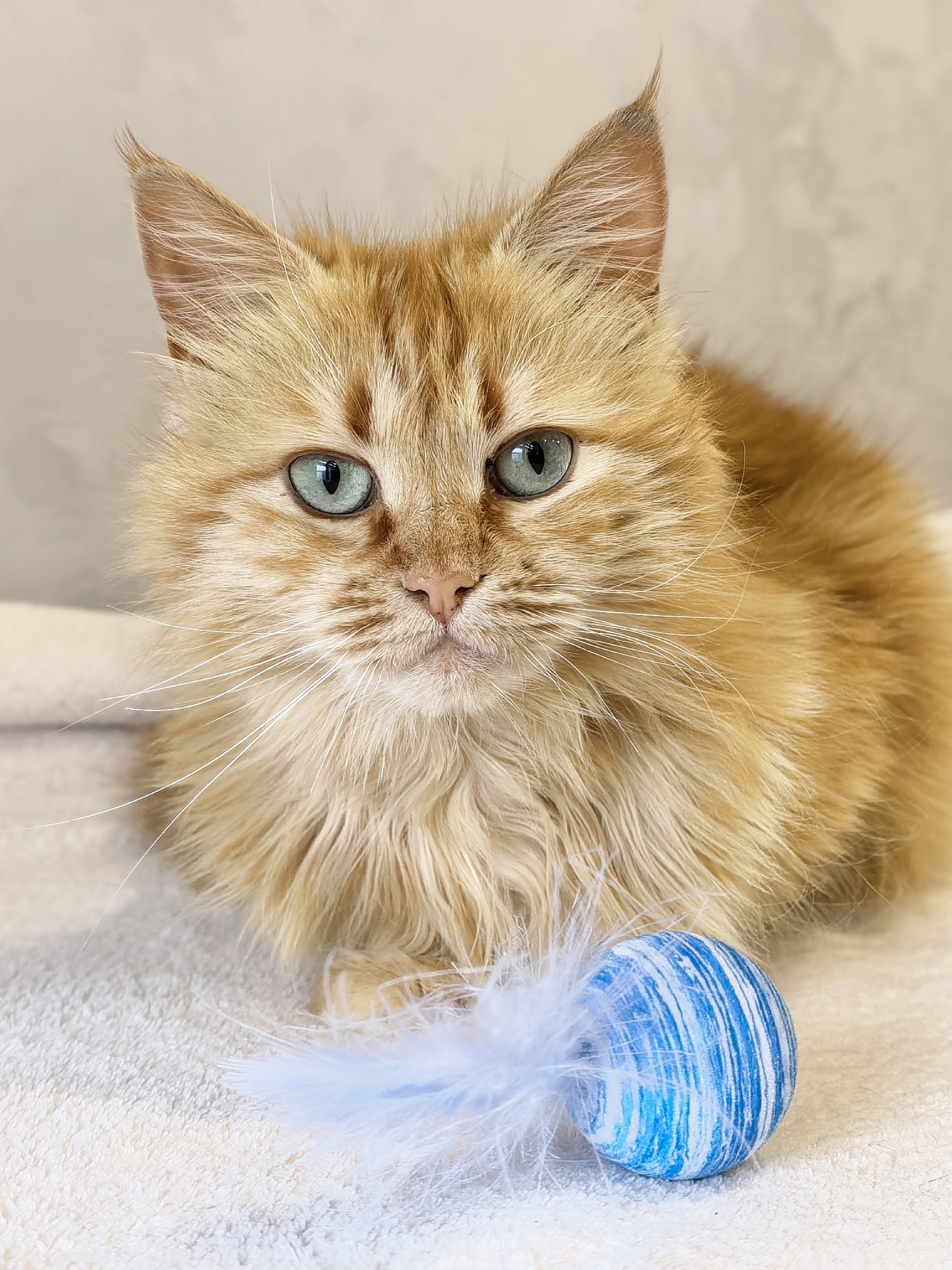 Dumped near Svetofor, found at the altar. Red-haired parishioner looking for a home. - cat, In good hands, Moscow, Saint Petersburg, Voronezh, Lipetsk, Telegram (link), Longpost