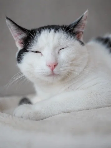Black and white Boris is looking for a home that won't scare him to the bathroom. - cat, In good hands, Moscow, Saint Petersburg, Voronezh, Lipetsk, Telegram (link), Longpost
