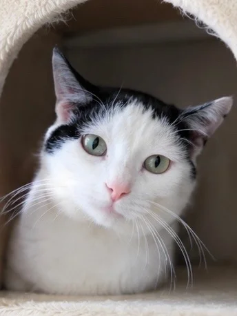 Black and white Boris is looking for a home that won't scare him to the bathroom. - cat, In good hands, Moscow, Saint Petersburg, Voronezh, Lipetsk, Telegram (link), Longpost
