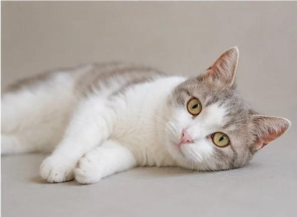Ordinary cat Amanda, who has no equal in the universe. Just look into her eyes. - cat, In good hands, Moscow, Saint Petersburg, Voronezh, Lipetsk, Telegram (link), Longpost