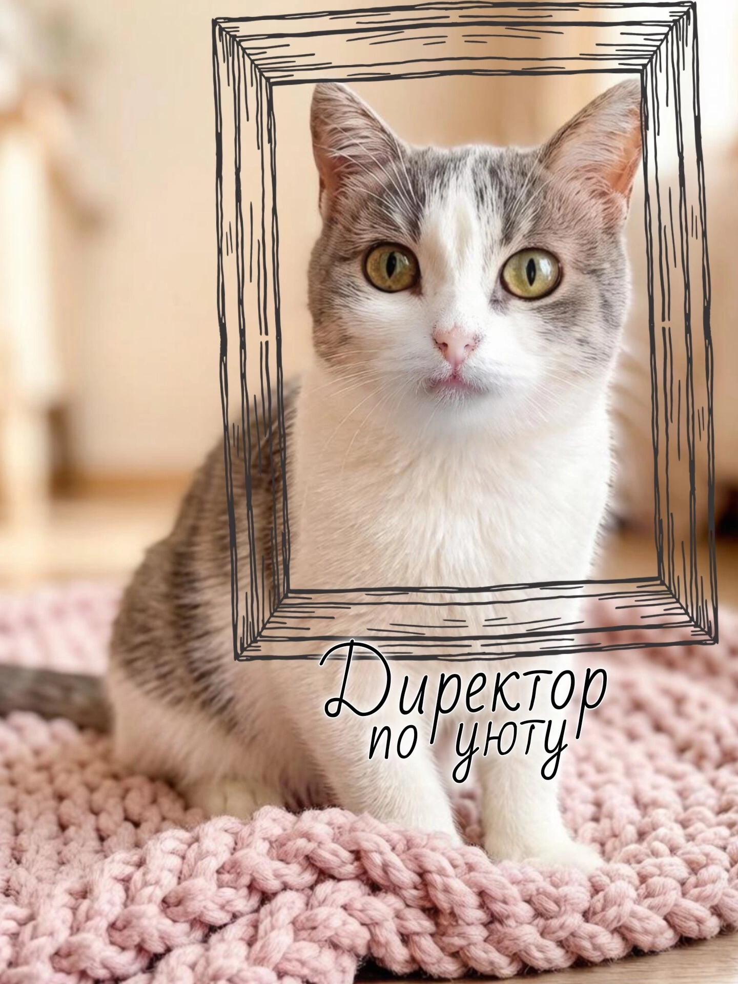 Ordinary cat Amanda, who has no equal in the universe. Just look into her eyes. - cat, In good hands, Moscow, Saint Petersburg, Voronezh, Lipetsk, Telegram (link), Longpost