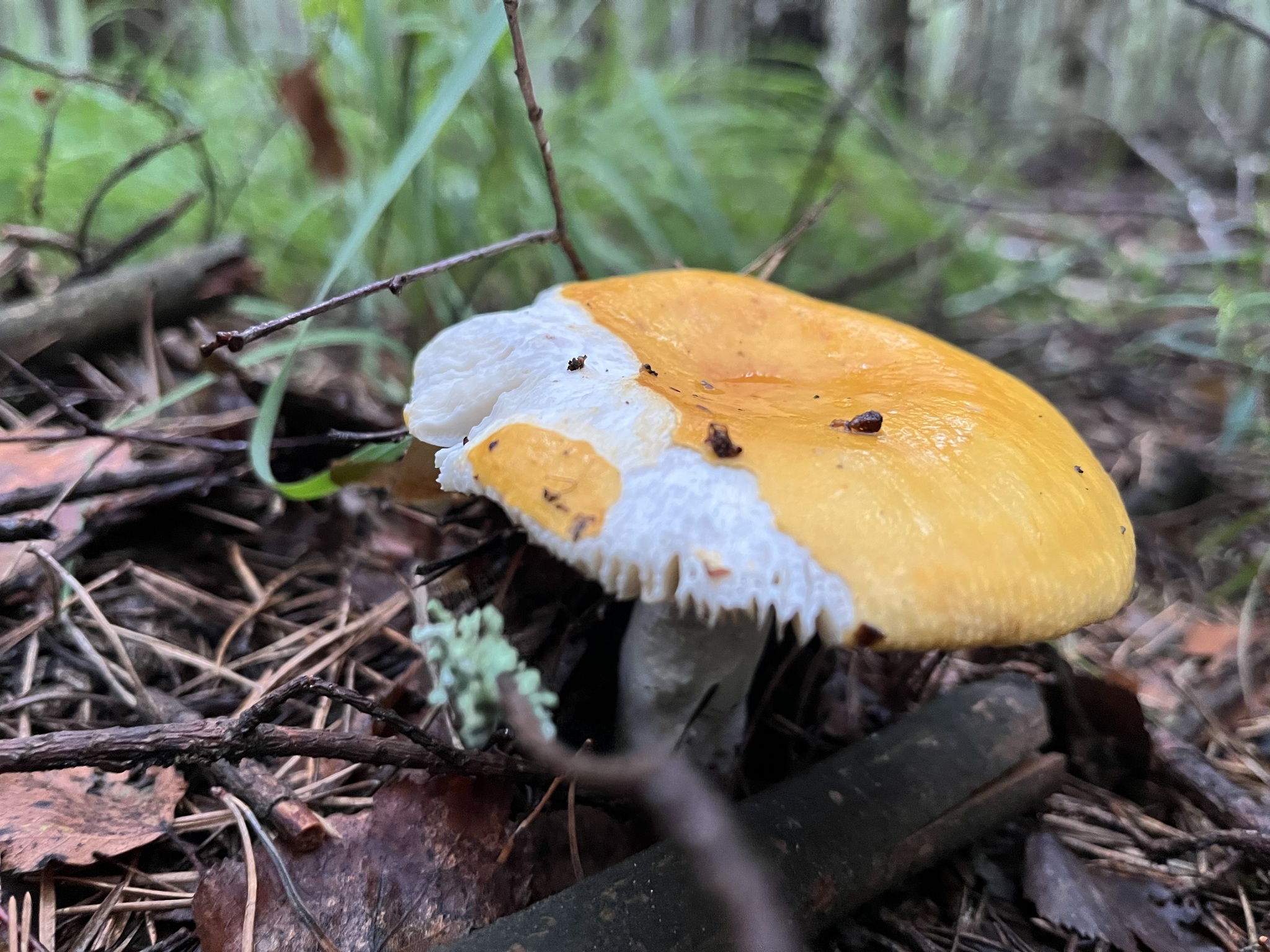 What kind of mushrooms are these? - My, Mushrooms, Mushroom pickers, Russula, Forest, Yaroslavl, Longpost