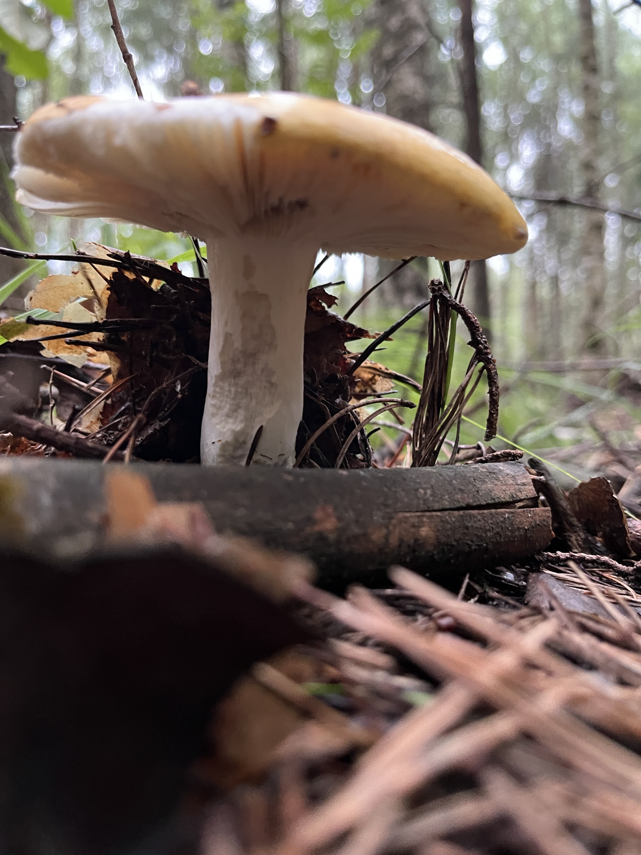 What kind of mushrooms are these? - My, Mushrooms, Mushroom pickers, Russula, Forest, Yaroslavl, Longpost