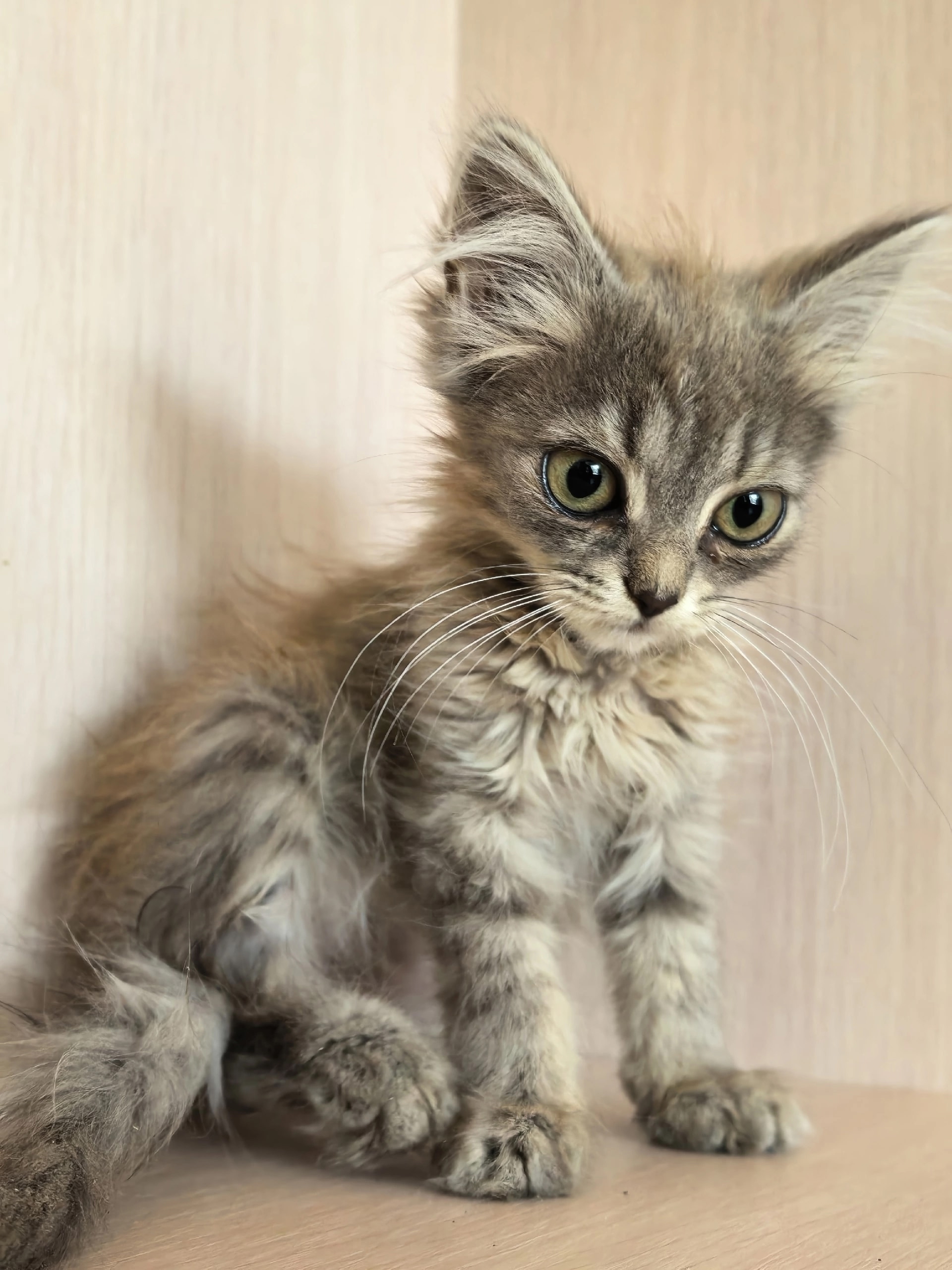How much do you think loneliness weighs? I know the answer: 800 grams. - cat, In good hands, Moscow, Saint Petersburg, Voronezh, Lipetsk, Telegram (link), Longpost