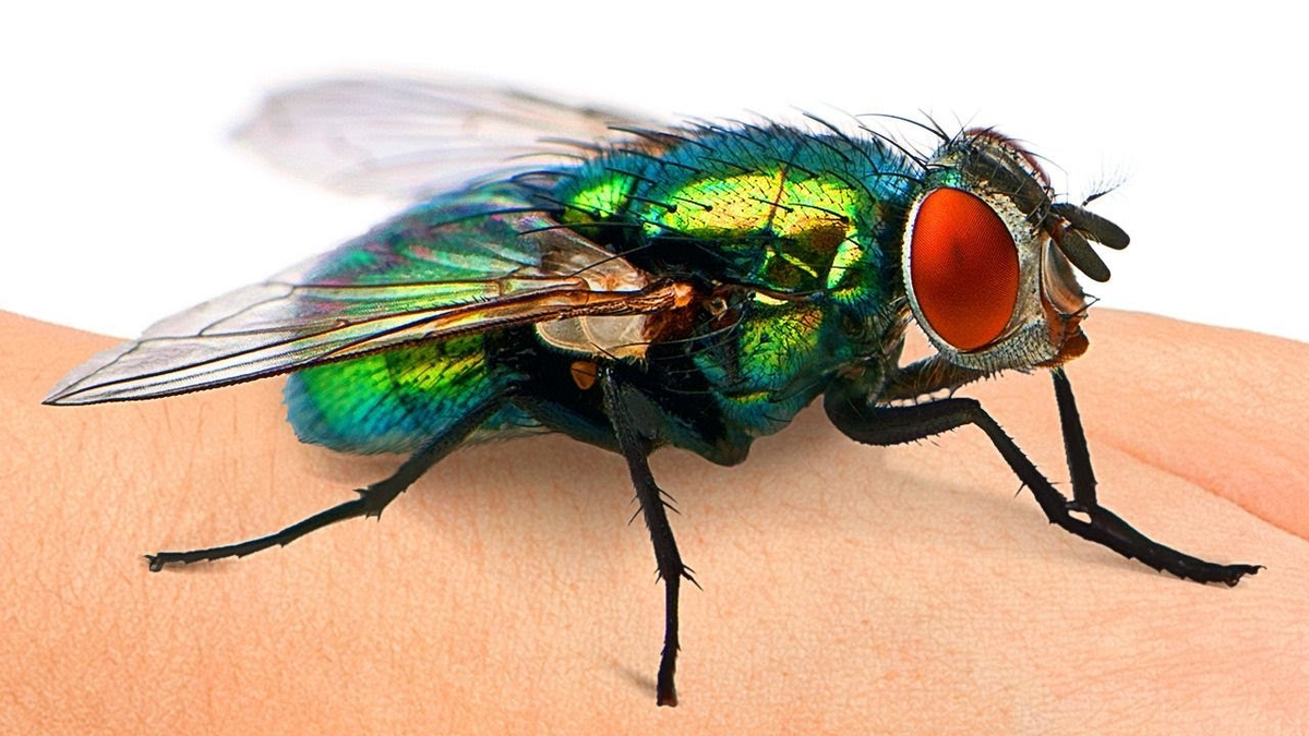 Why is it so hard to swat a fly? To it, your strike is almost like slow motion. - Муха, Insects, Arthropods, Animals, Wild animals, Zen, Yandex Zen, Yandex Zen (link), Longpost