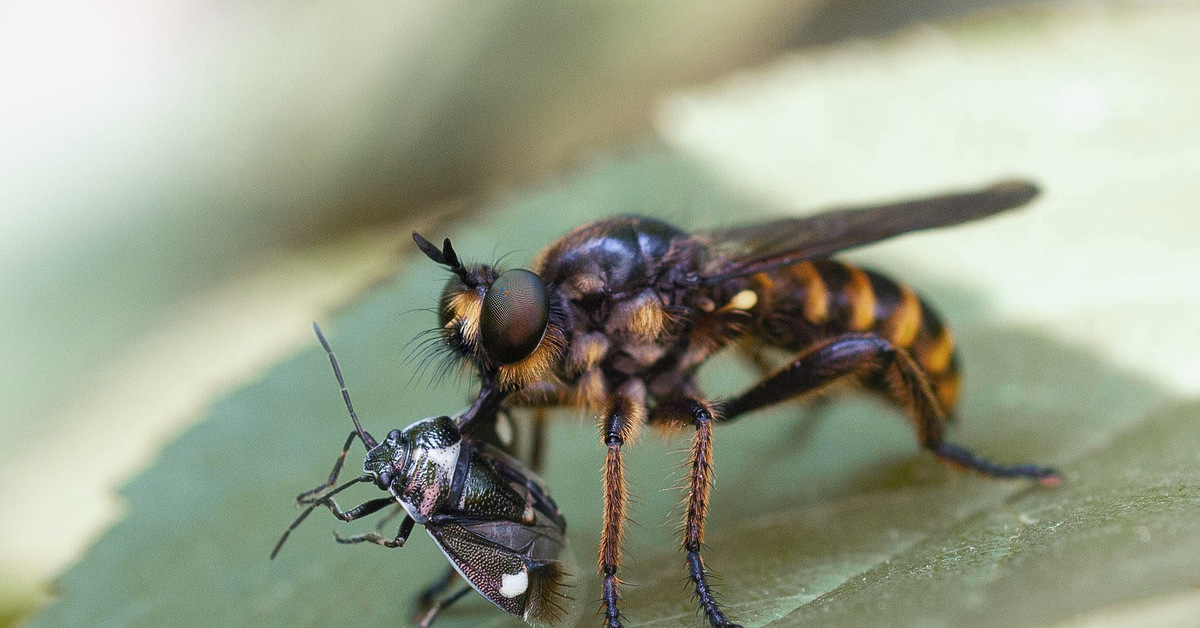 Giant Quack: A monster fly turns a wasp into a cocktail. Literally. - Муха, Insects, Arthropods, Animals, Wild animals, Zen, Yandex Zen, Yandex Zen (link), Longpost