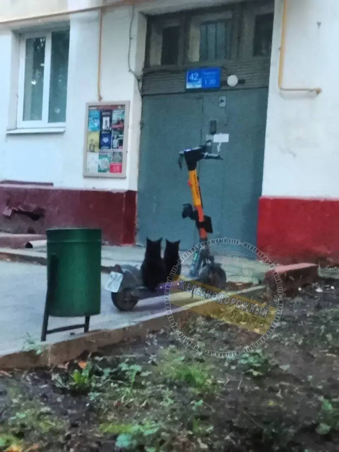 Ответ на пост «Москвичка пожаловалась на штраф в 100 тысяч рублей за езду на самокате вдвоем»