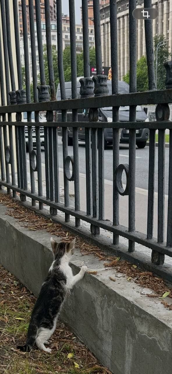 #москва #вдобрыеруки #котята